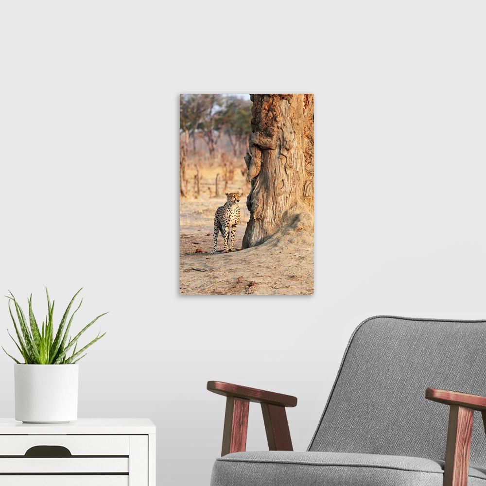A modern room featuring Africa, Zimbabwe, Hwange National Park, On Safari, Jaguar By Tree