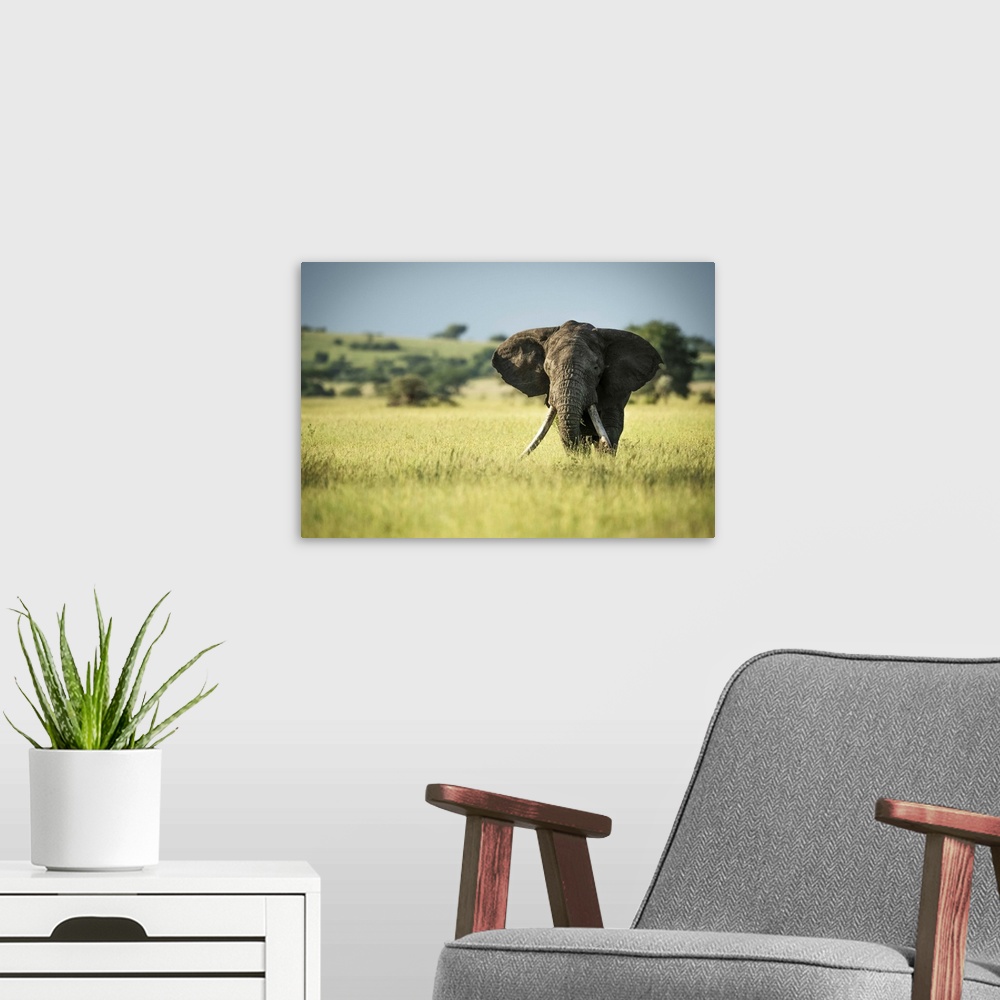 A modern room featuring African bush elephant (Loxodonta africana) stands in long grass, Grumeti Serengeti Tented Camp, S...