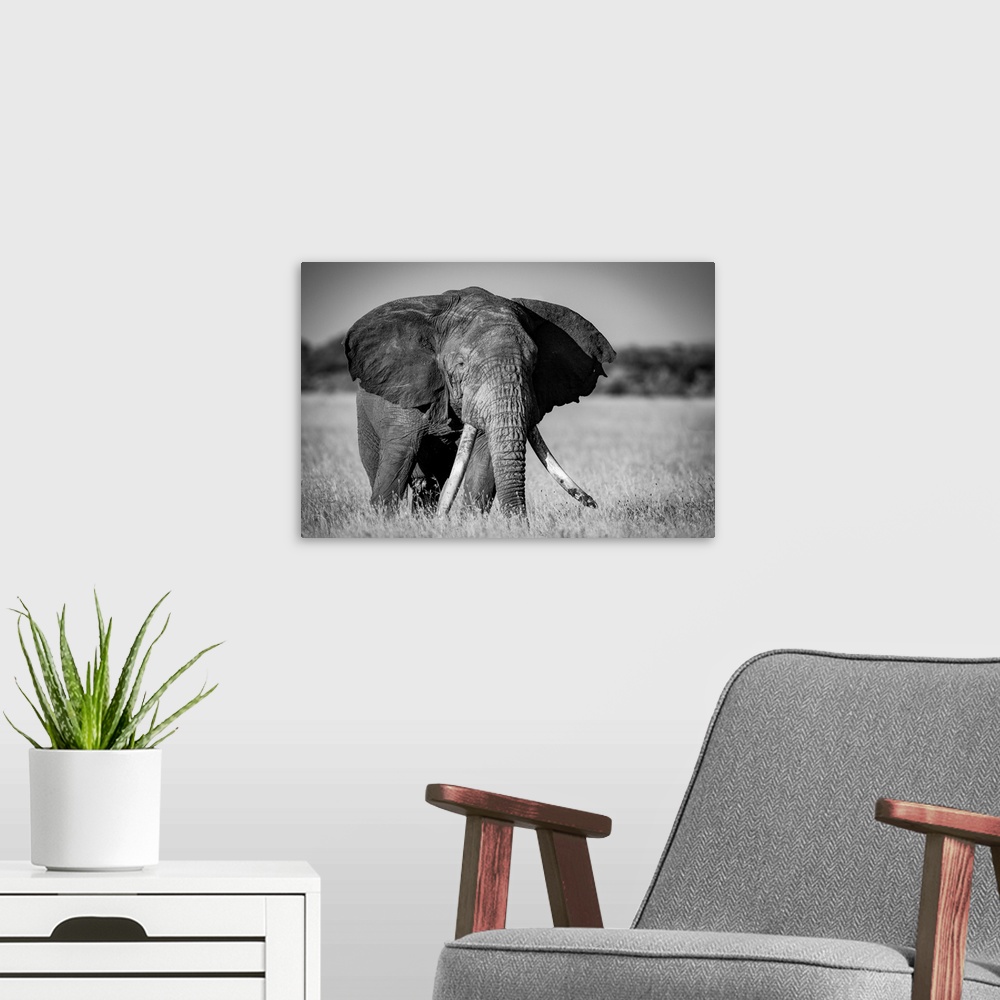 A modern room featuring Monochrome of African bush elephant (loxodonta africana) standing in grass, Grumeti Serengeti ten...