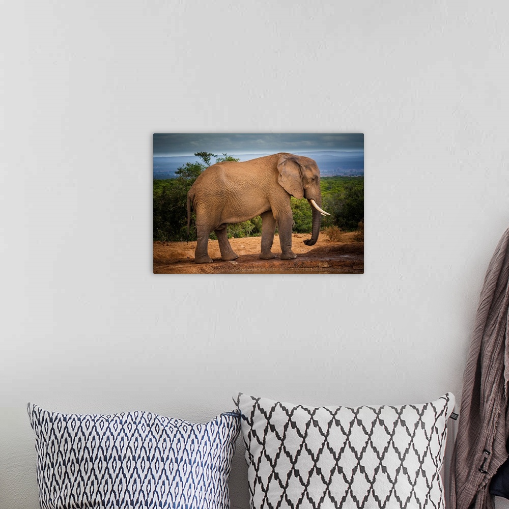 A bohemian room featuring African elephant (Loxodonta) at Addo Elephant National Park, Eastern Cape, South Africa