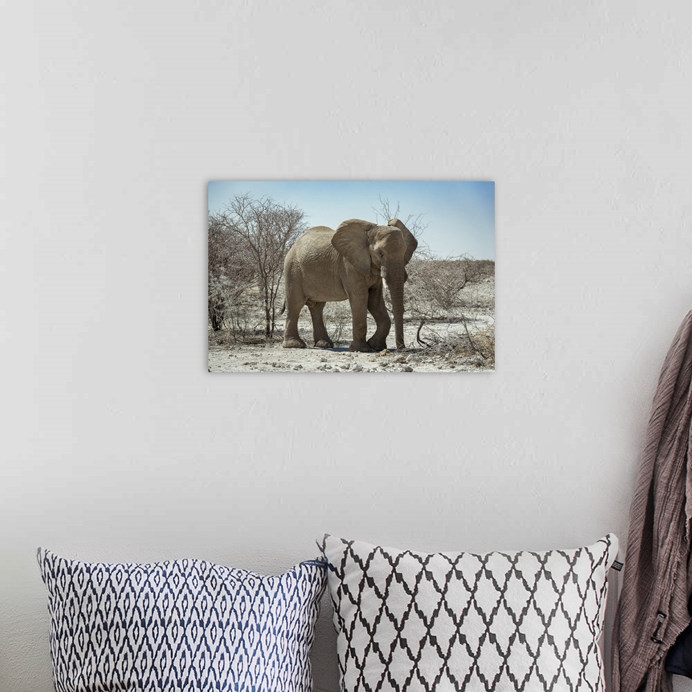 A bohemian room featuring African Elephant (Loxodonta), Etosha National Park; Namibia.