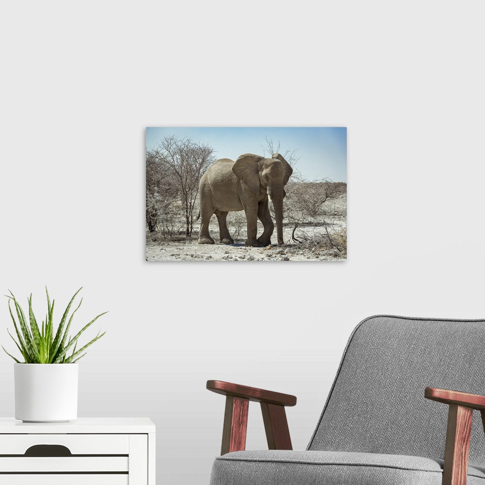 A modern room featuring African Elephant (Loxodonta), Etosha National Park; Namibia.