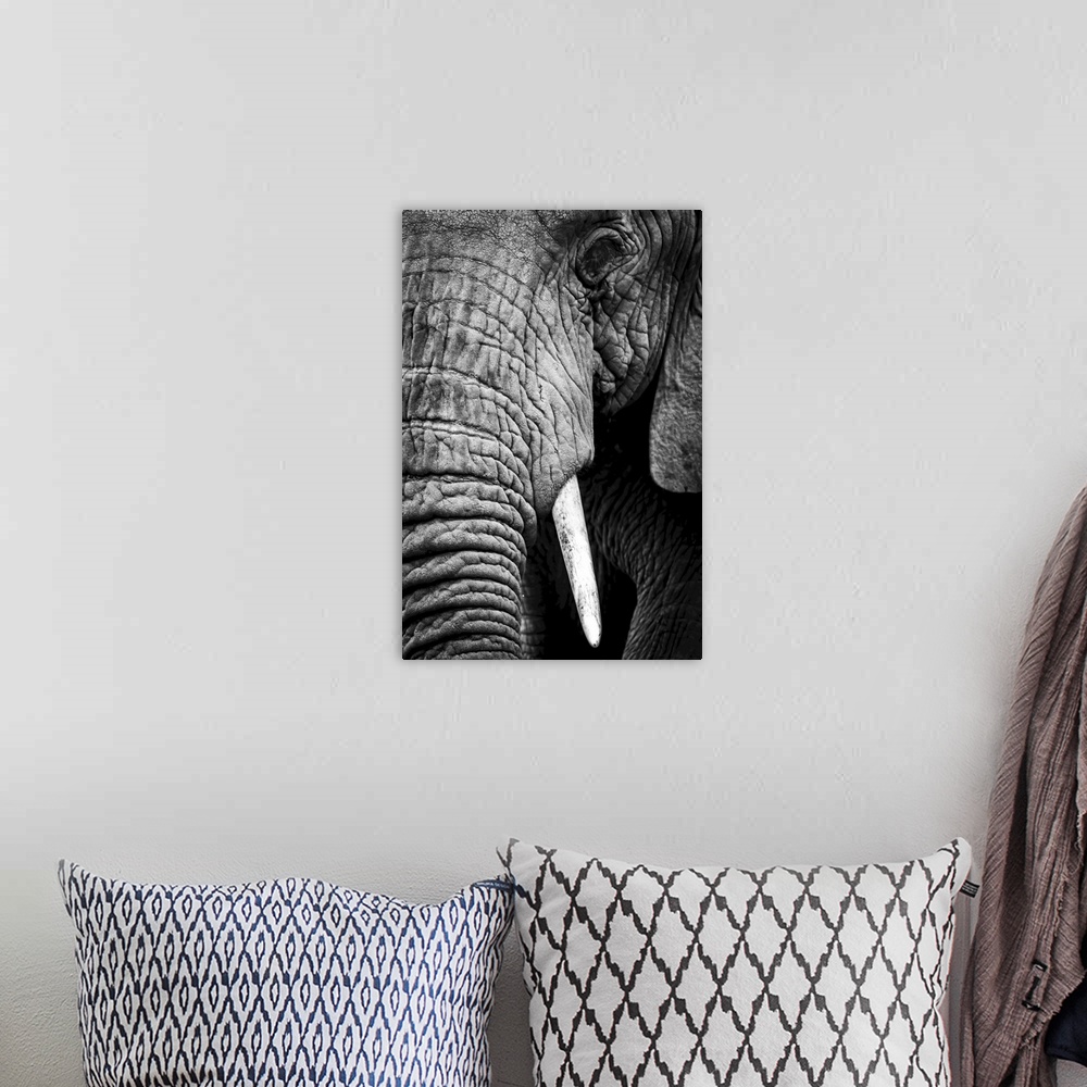 A bohemian room featuring An African elephant (loxodonta africana) stares at the camera, showing its wrinkled skin, long tr...