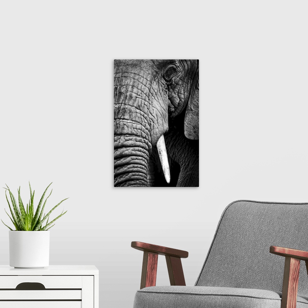 A modern room featuring An African elephant (loxodonta africana) stares at the camera, showing its wrinkled skin, long tr...