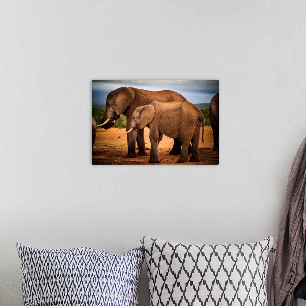 A bohemian room featuring African elephants (Loxodonta) at at Addo Elephant National Park, Eastern Cape, South Africa