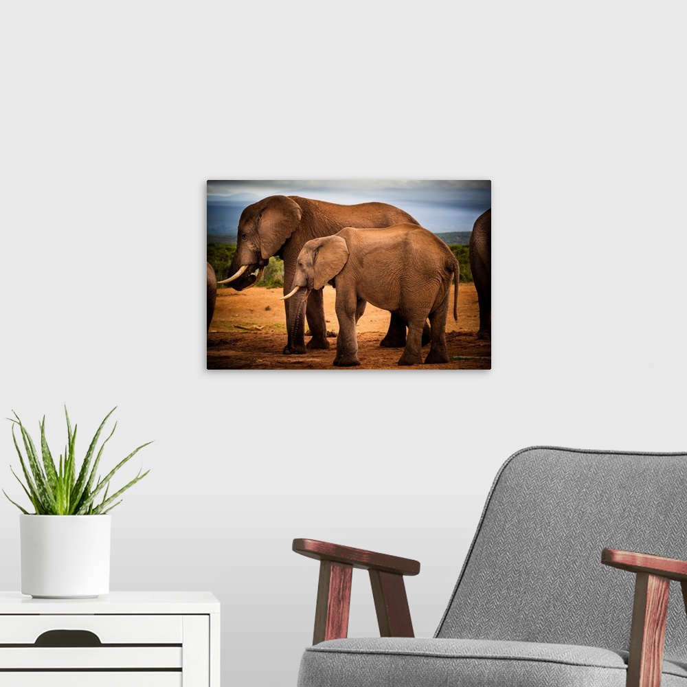 A modern room featuring African elephants (Loxodonta) at at Addo Elephant National Park, Eastern Cape, South Africa