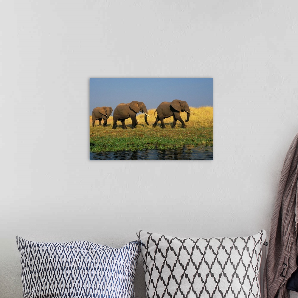 A bohemian room featuring African Elephants, Lake Kariba, Matusadona National Park, Zimbabwe
