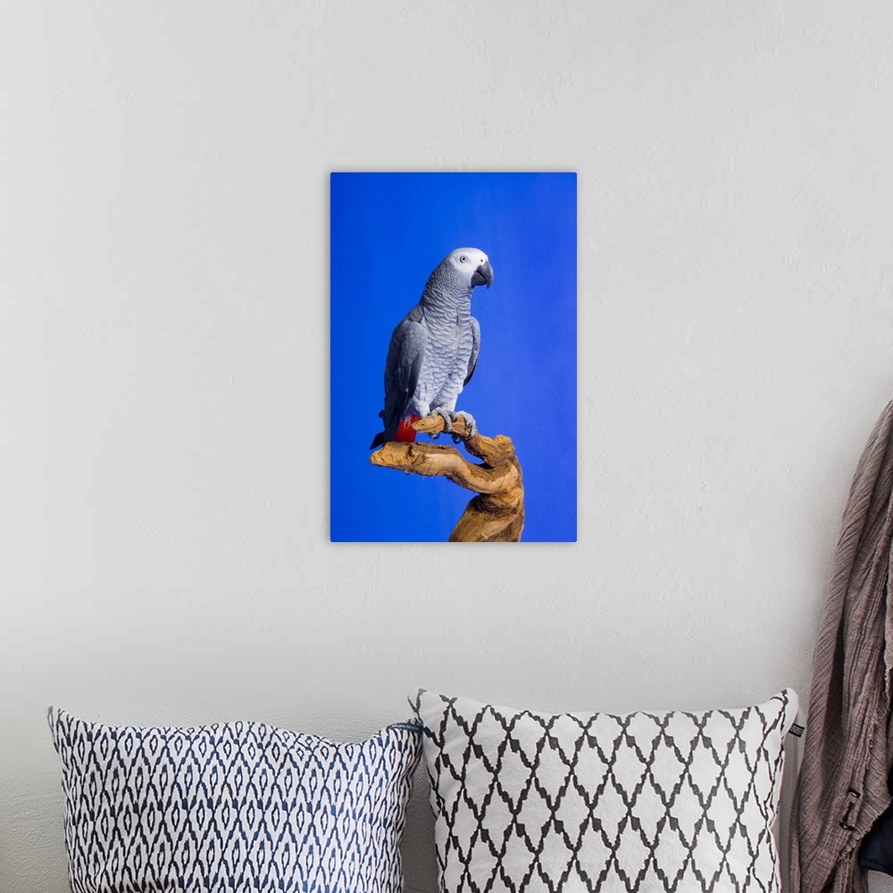 A bohemian room featuring African Grey Parrot