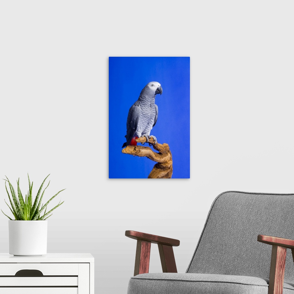 A modern room featuring African Grey Parrot