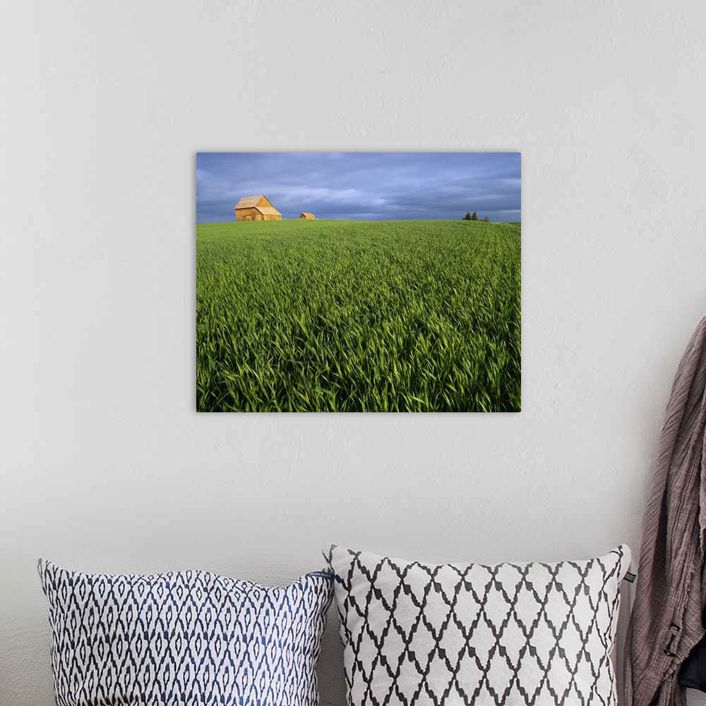 A bohemian room featuring Agriculture, A field of mid growth green wheat blowing in the wind