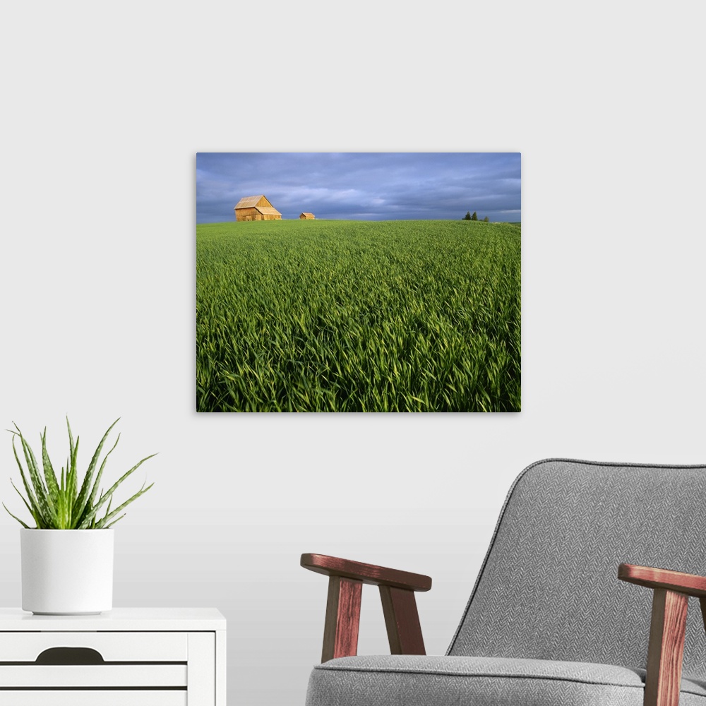 A modern room featuring Agriculture, A field of mid growth green wheat blowing in the wind