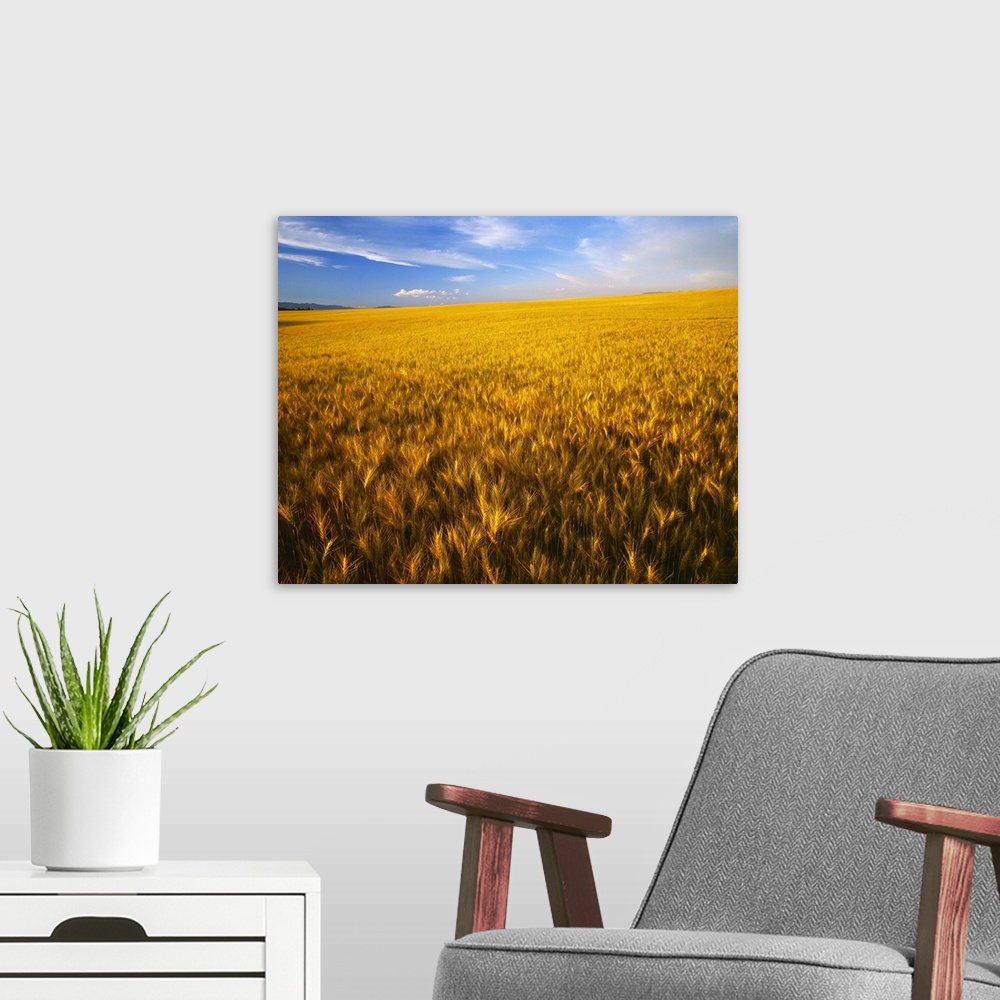 A modern room featuring Agriculture, A large rolling field of mature, harvest ready wheat
