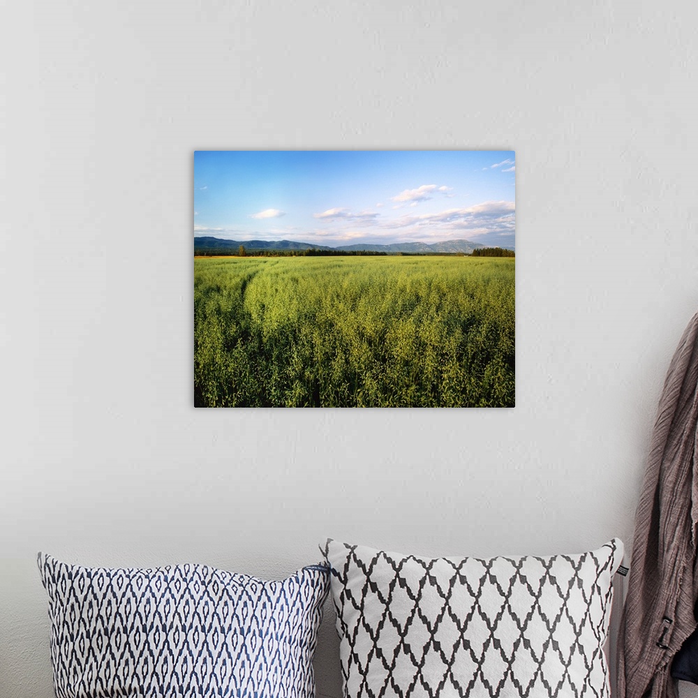 A bohemian room featuring Agriculture, Field of maturing oats with mountains and forest