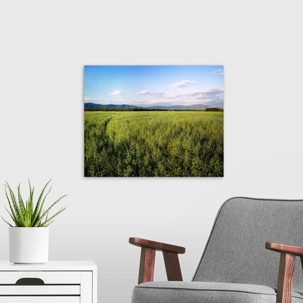 A modern room featuring Agriculture, Field of maturing oats with mountains and forest