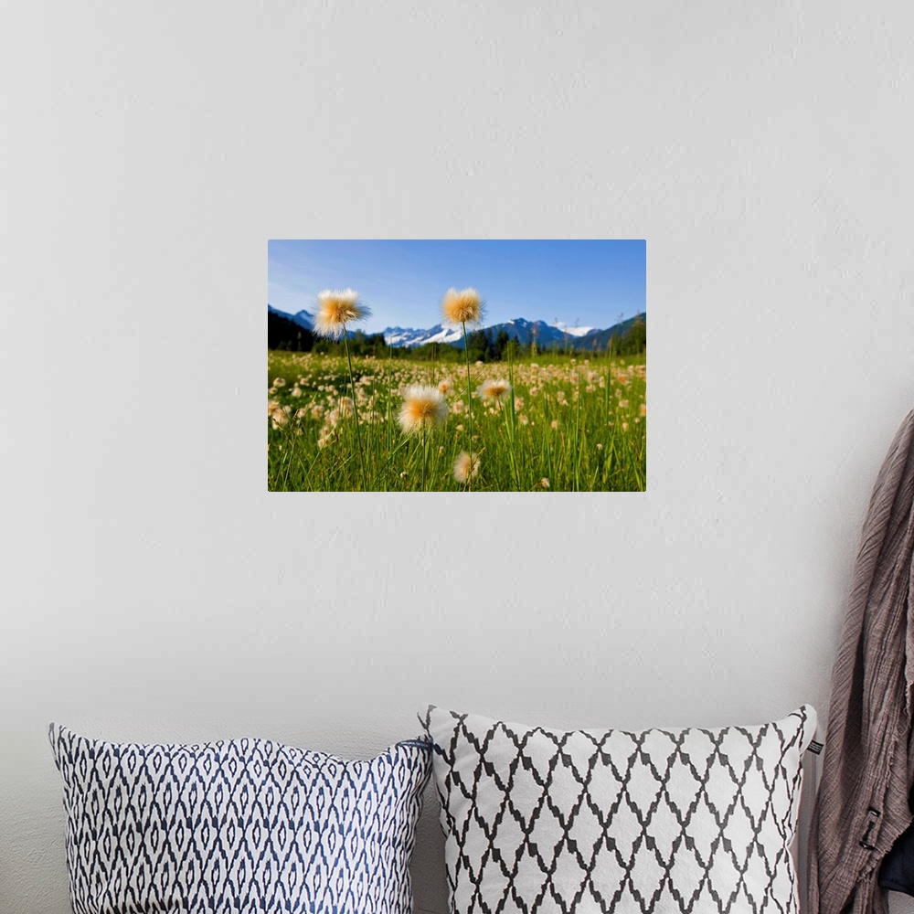 A bohemian room featuring Alaska Cotton Grass in bloom in a meadow near Mendenhall Towers and Coast Mountains