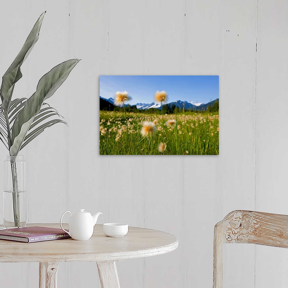 A farmhouse room featuring Alaska Cotton Grass in bloom in a meadow near Mendenhall Towers and Coast Mountains