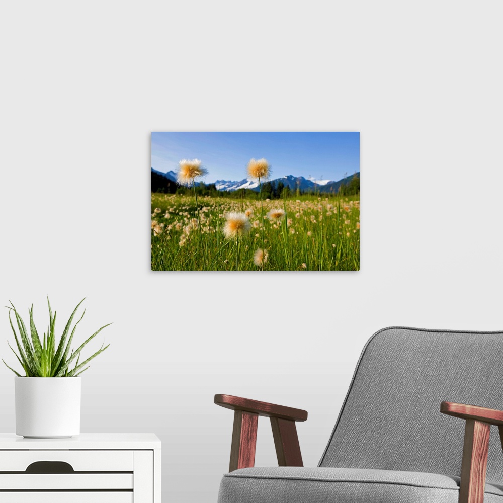 A modern room featuring Alaska Cotton Grass in bloom in a meadow near Mendenhall Towers and Coast Mountains