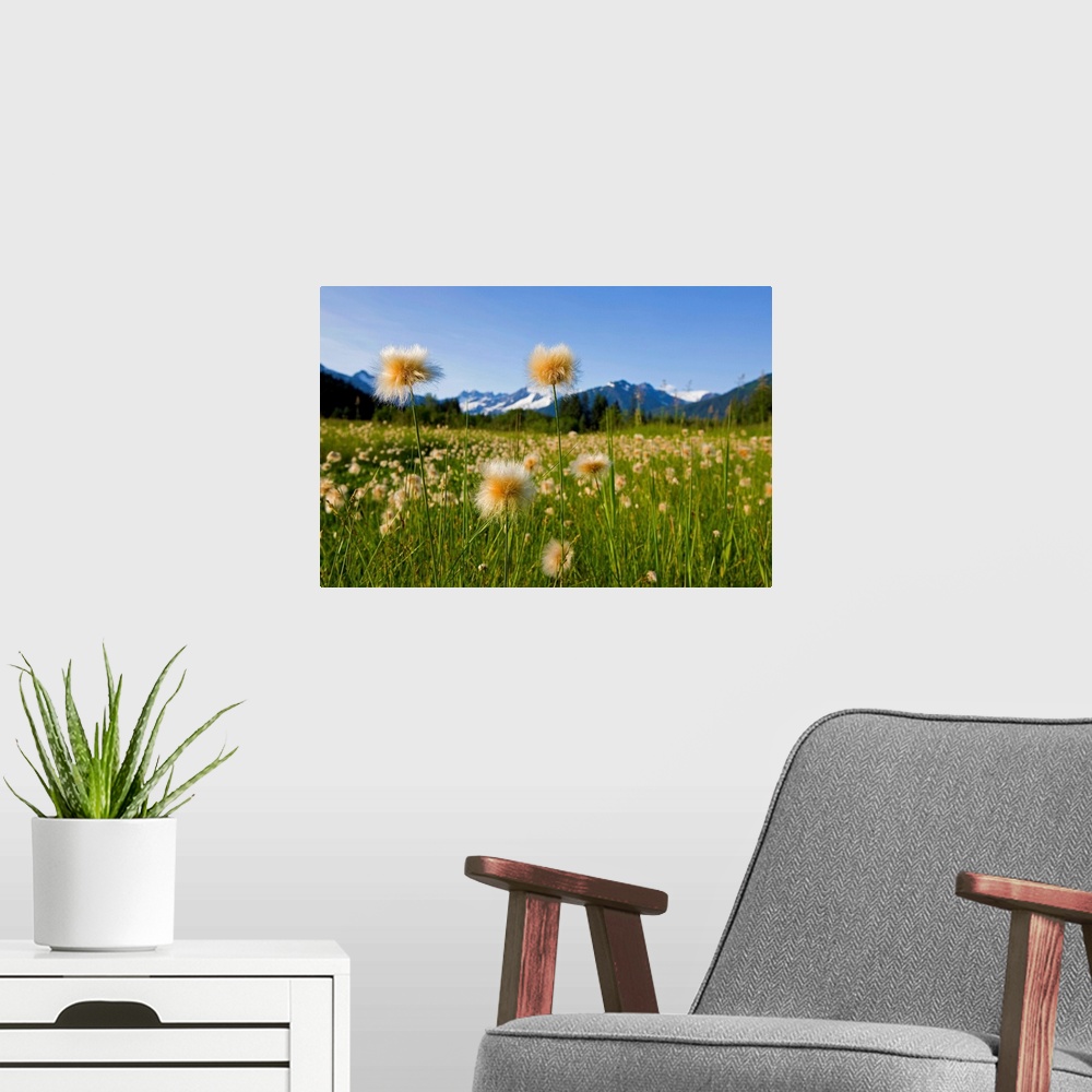A modern room featuring Alaska Cotton Grass in bloom in a meadow near Mendenhall Towers and Coast Mountains