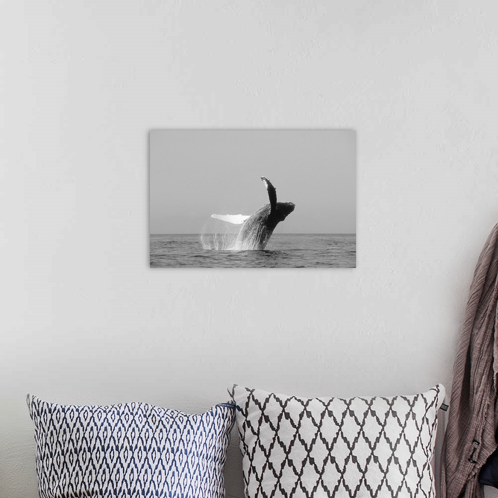 A bohemian room featuring Alaska, Inside Passage, Humpback Whale Breaching, Black And White