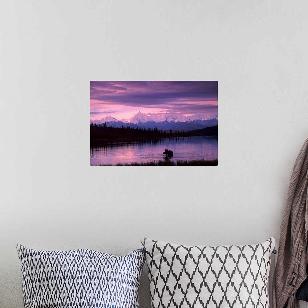 A bohemian room featuring Canvas photo art of a moose standing in a lake with evergreen trees silhouetted in the background...