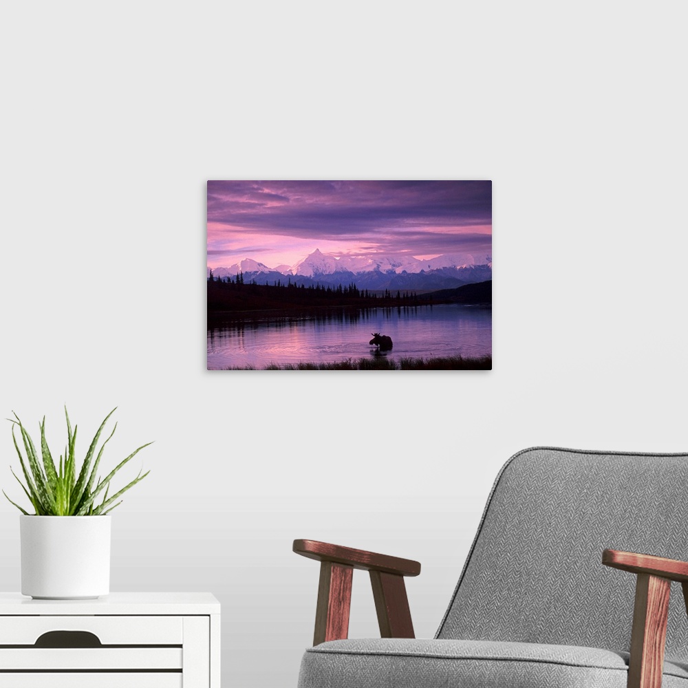A modern room featuring Canvas photo art of a moose standing in a lake with evergreen trees silhouetted in the background...