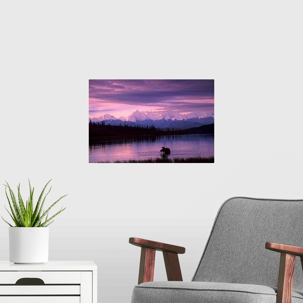 A modern room featuring Canvas photo art of a moose standing in a lake with evergreen trees silhouetted in the background...