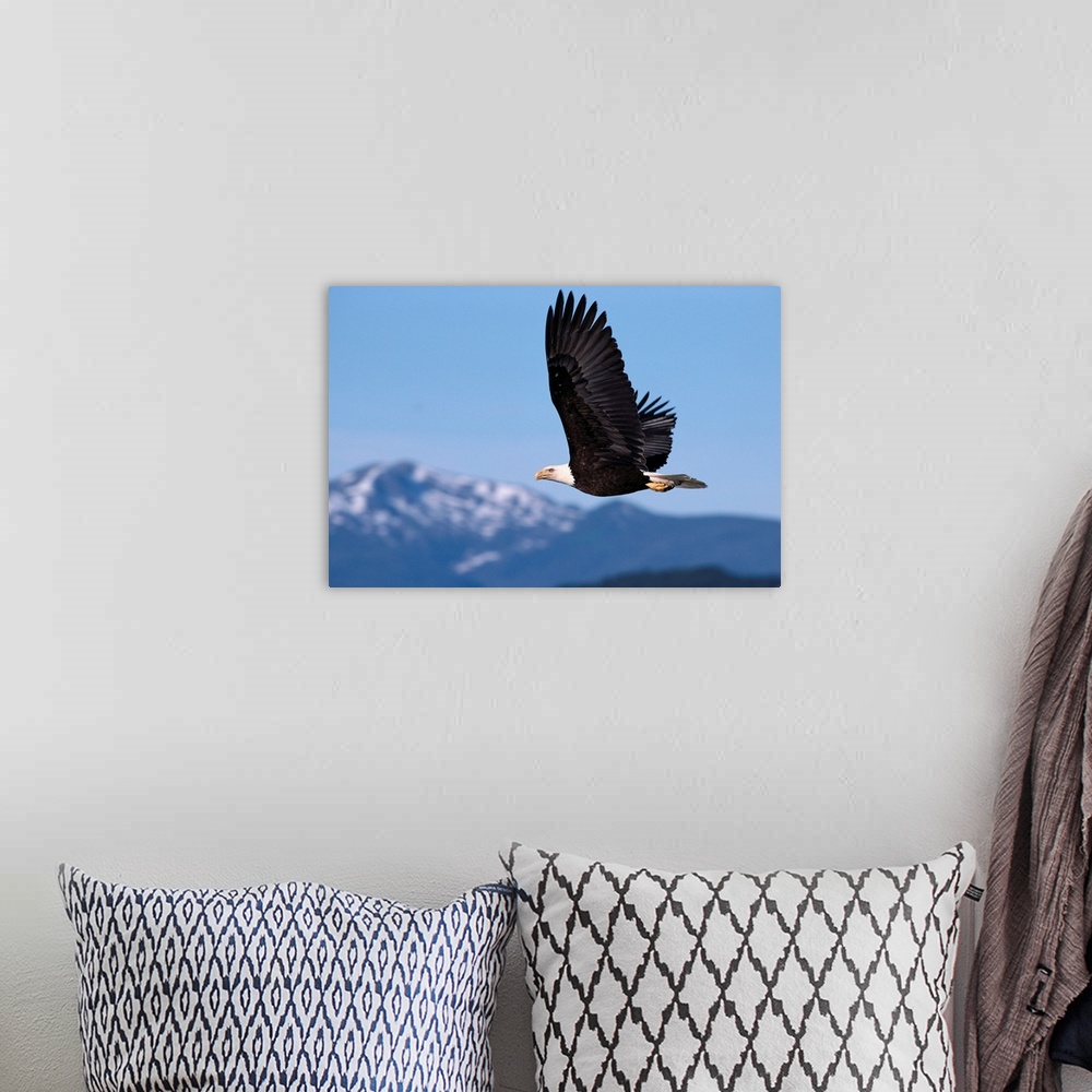 A bohemian room featuring Alaska, Tongass National Forest, Bald Eagle In Flight