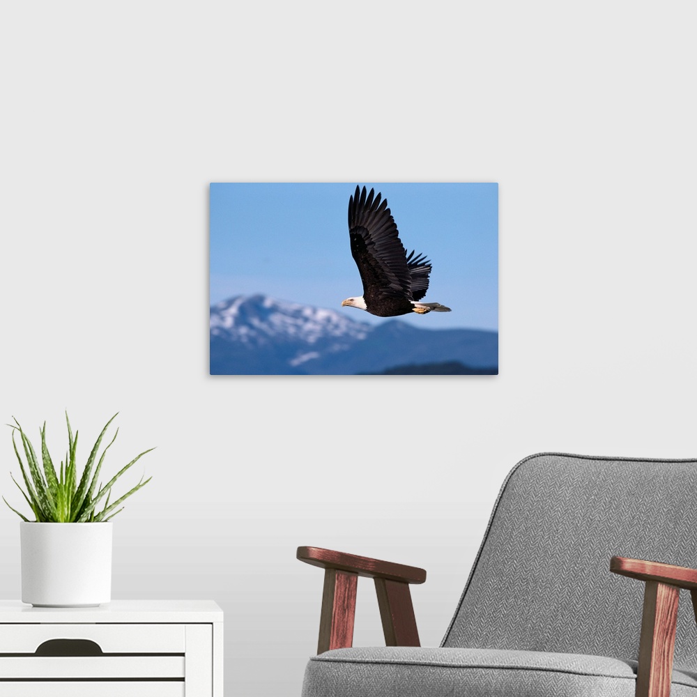 A modern room featuring Alaska, Tongass National Forest, Bald Eagle In Flight