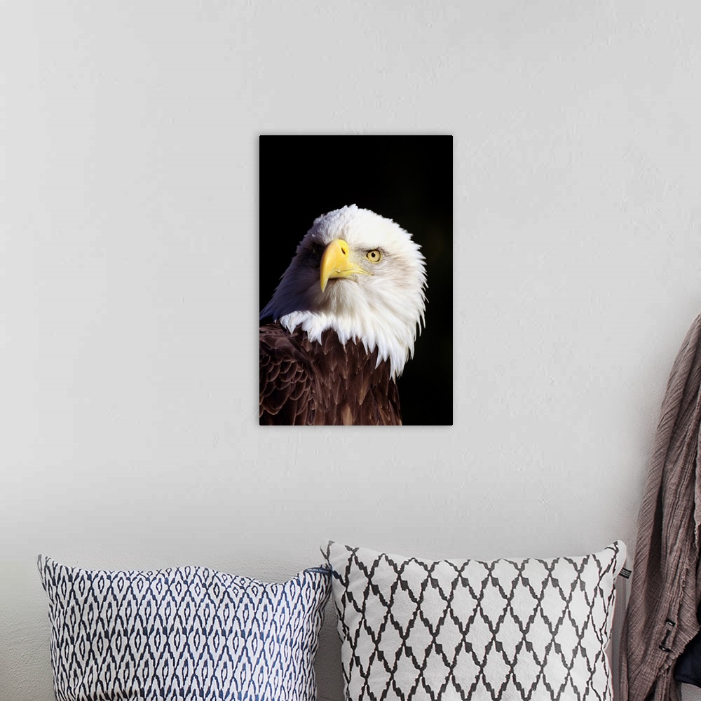 A bohemian room featuring Alaska, Tongass National Forest, Closeup Of Bald Eagle (Haliaeetus Leucocephalus)