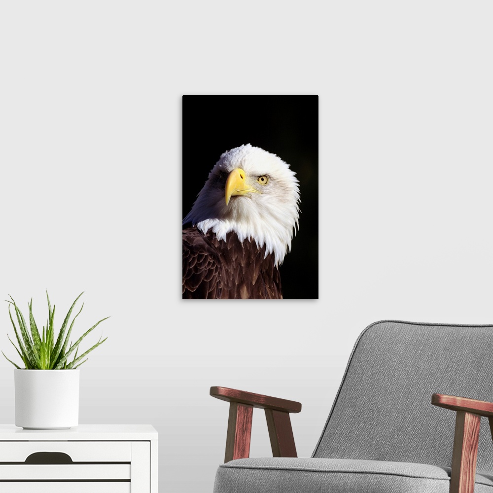 A modern room featuring Alaska, Tongass National Forest, Closeup Of Bald Eagle (Haliaeetus Leucocephalus)