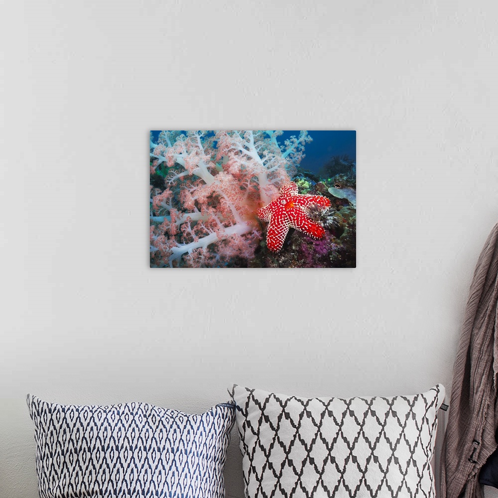 A bohemian room featuring Alconarian coral, starfish, crinoids and a feather dust worm all compete for space in this Indone...