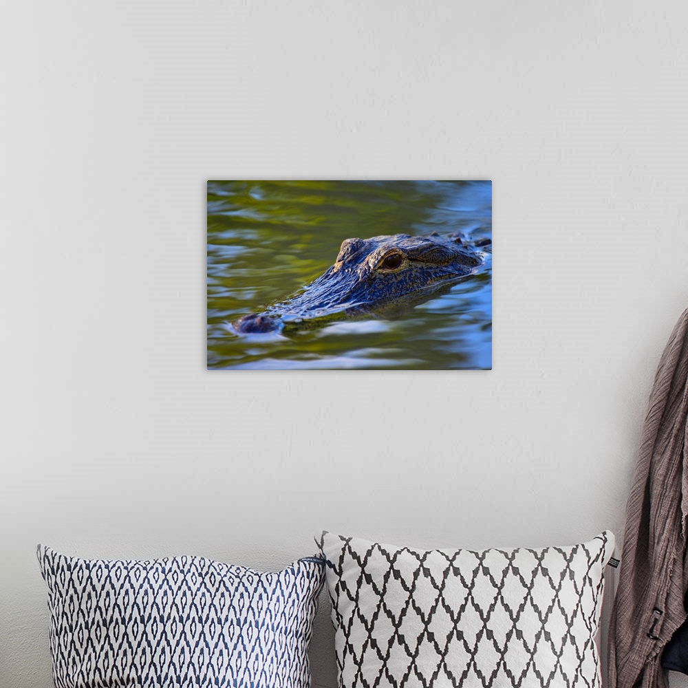 A bohemian room featuring Alligator