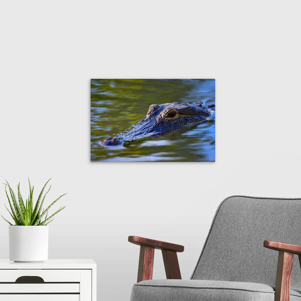 A modern room featuring Alligator