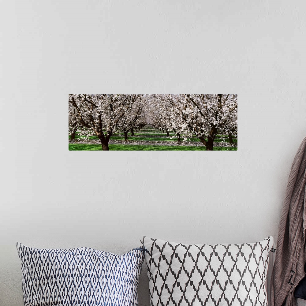 A bohemian room featuring Almond orchard, looking down between rows of almond trees in full bloom