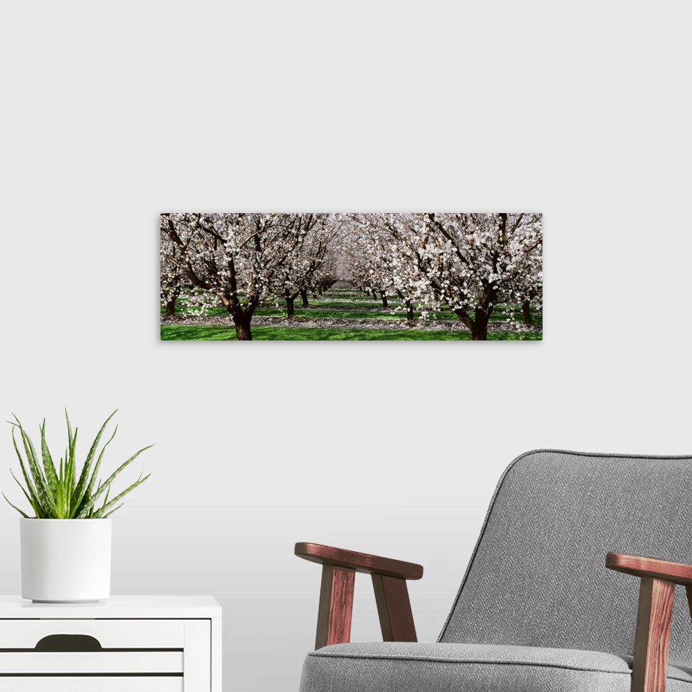 A modern room featuring Almond orchard, looking down between rows of almond trees in full bloom