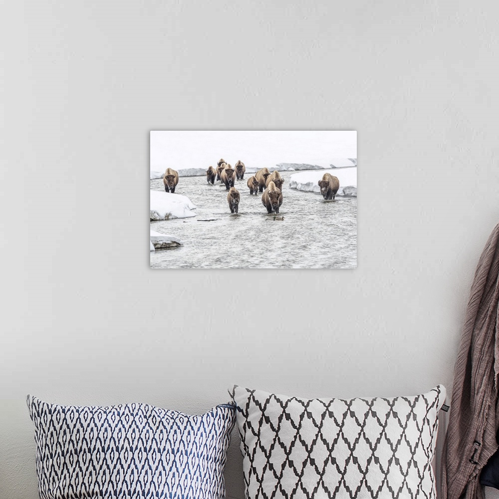 A bohemian room featuring American bison (Bison bison) walking in the water at Alum Creek in winter with a pair of mallard ...