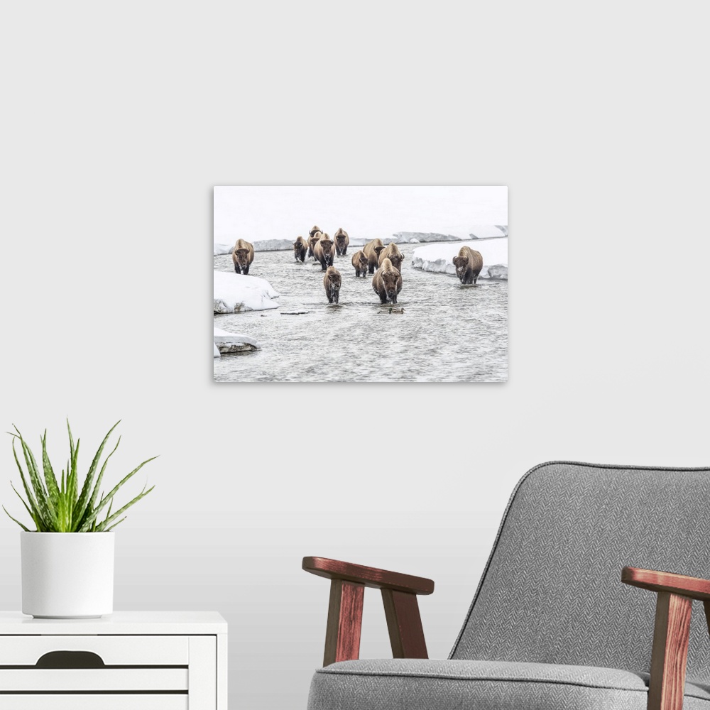 A modern room featuring American bison (Bison bison) walking in the water at Alum Creek in winter with a pair of mallard ...