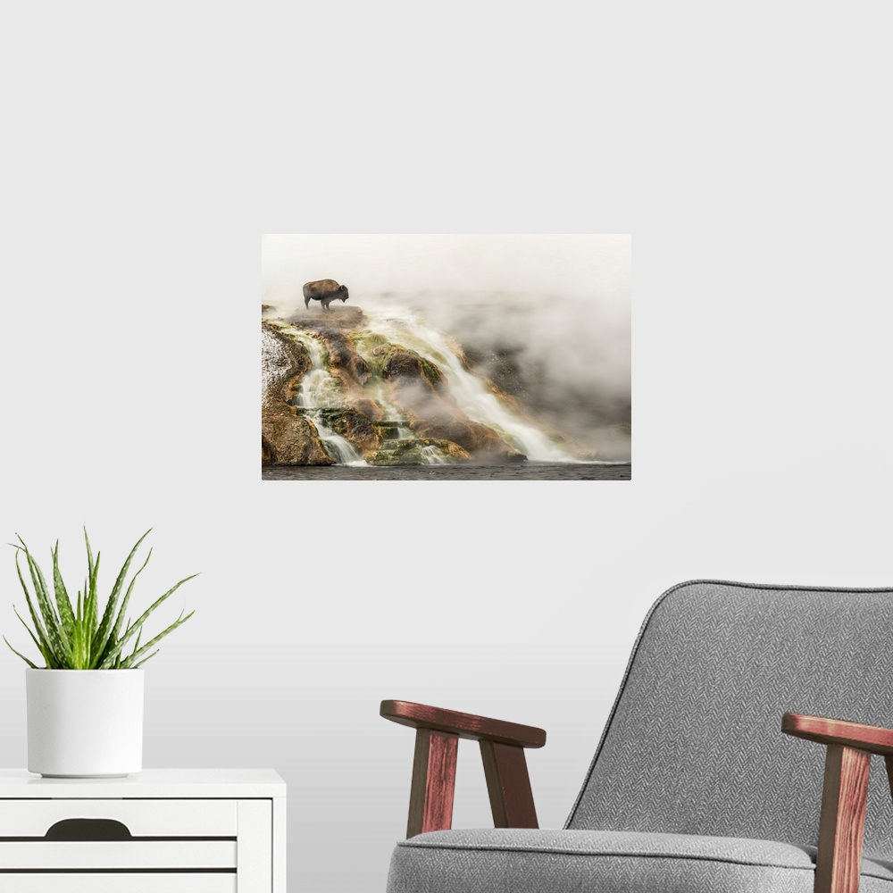 A modern room featuring American bison (Bison bison) on top of a cliff surrounded by steam from the Excelsior Geyser at t...
