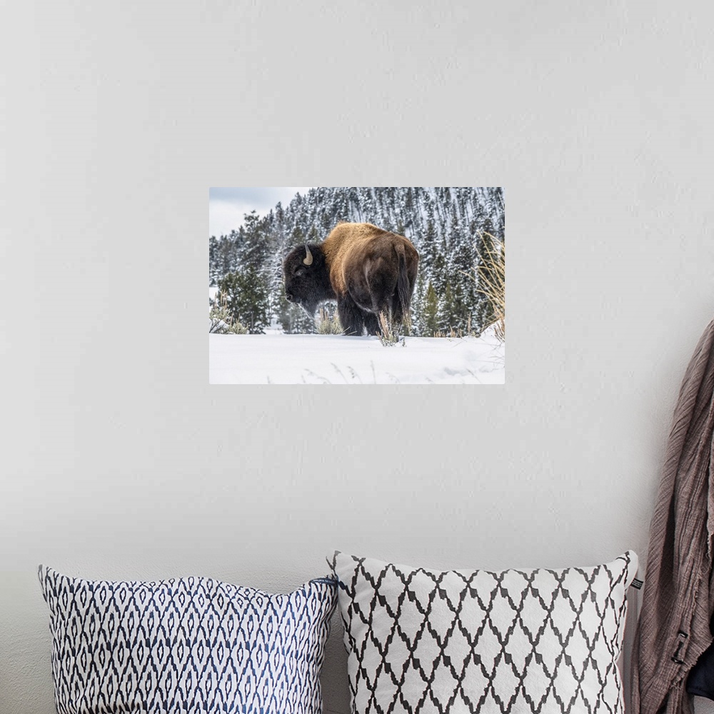 A bohemian room featuring American Bison bull (Bison bison) standing in snow in Yellowstone National Park; Wyoming, United ...