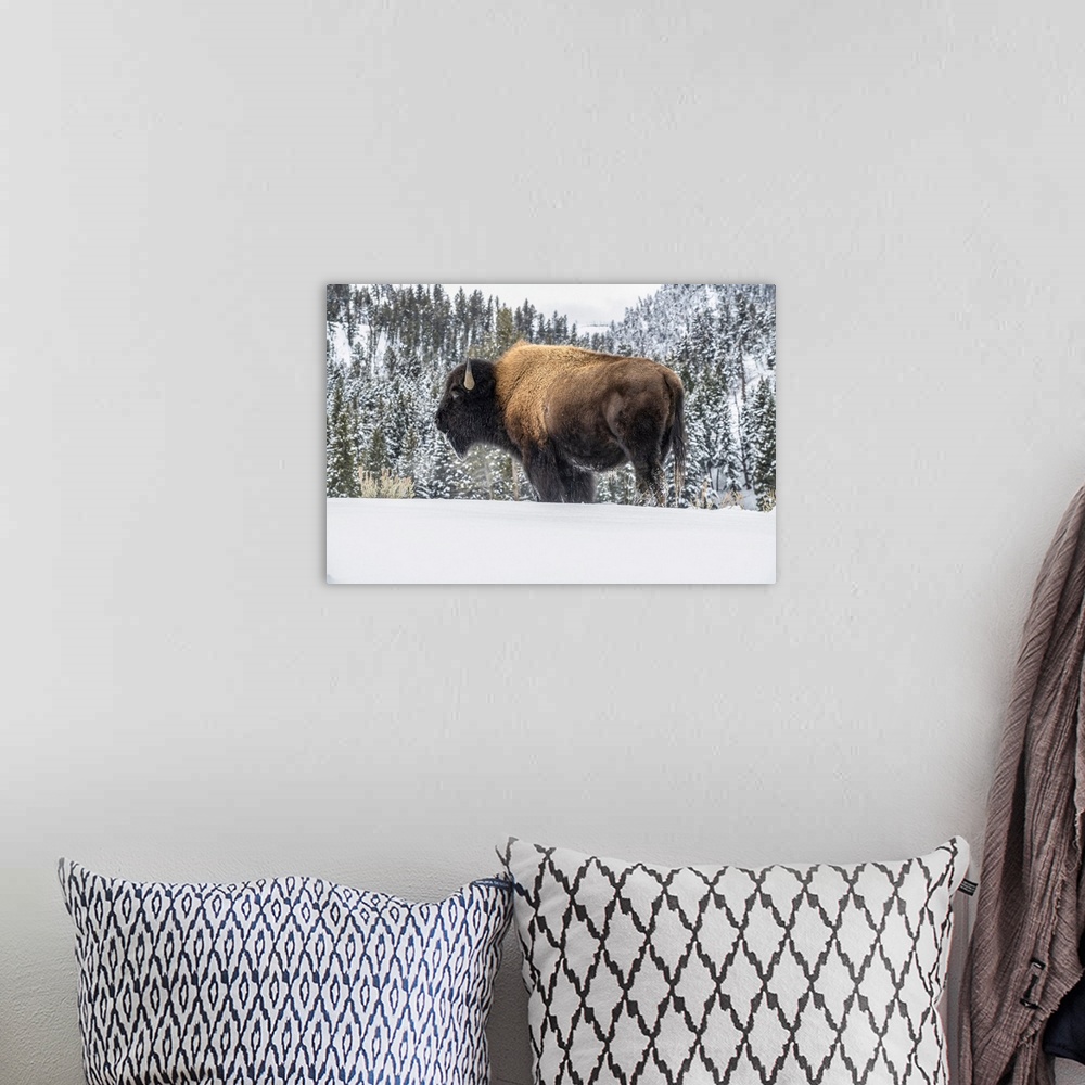 A bohemian room featuring American Bison bull (Bison bison) standing in snow in Yellowstone National Park; Wyoming, United ...