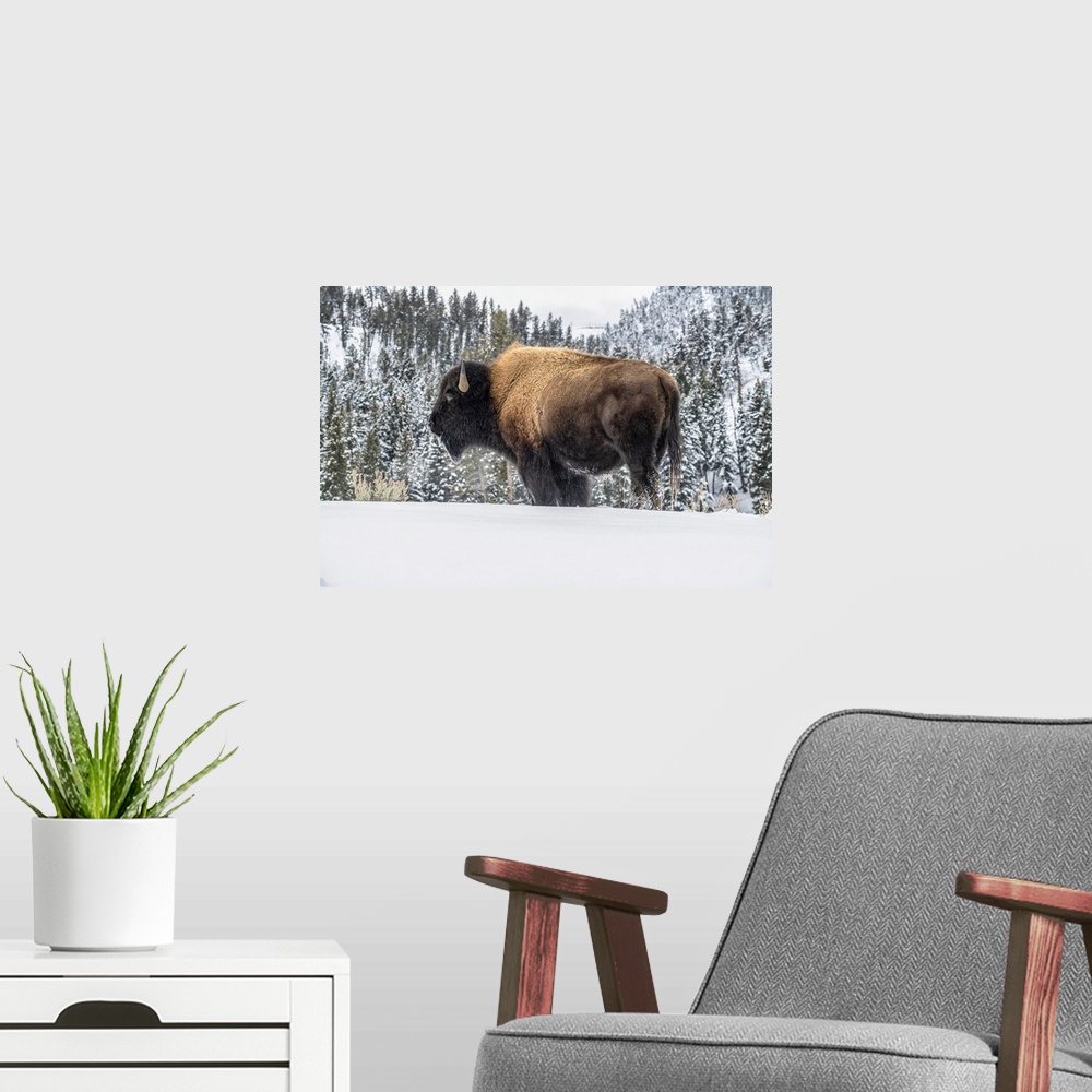 A modern room featuring American Bison bull (Bison bison) standing in snow in Yellowstone National Park; Wyoming, United ...