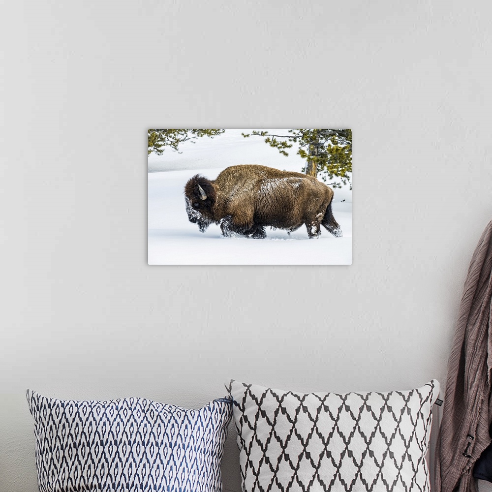 A bohemian room featuring American Bison bull (Bison bison) plowing through deep snow in the Firehole River Valley, Yellows...
