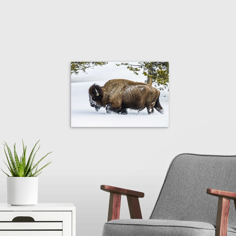 A modern room featuring American Bison bull (Bison bison) plowing through deep snow in the Firehole River Valley, Yellows...