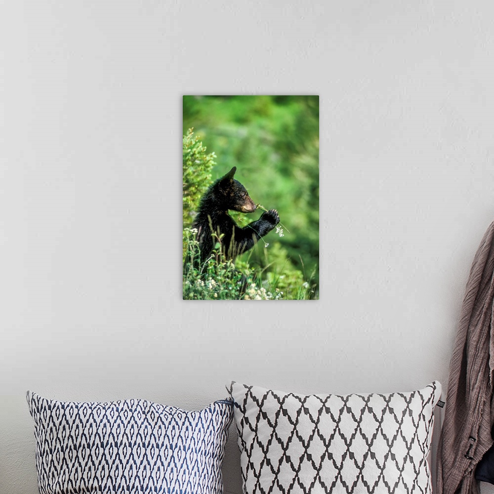 A bohemian room featuring Portrait of an American black bear cub (Ursus americanus) sniffing a wildflower in Yellowstone Na...