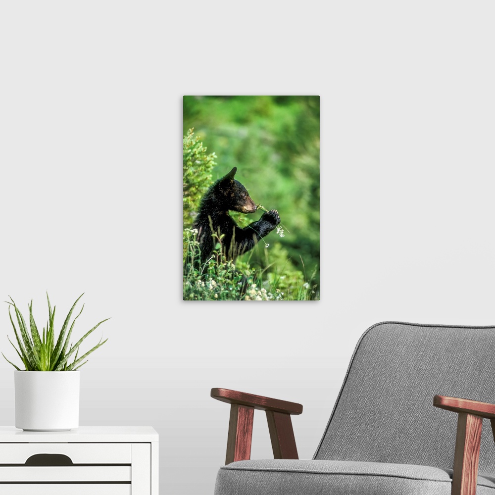 A modern room featuring Portrait of an American black bear cub (Ursus americanus) sniffing a wildflower in Yellowstone Na...