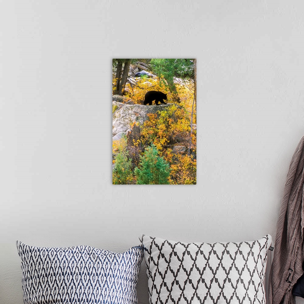 A bohemian room featuring American black bear (Ursus americanus) on top of a rocky ledge foraging along the banks of the Ye...