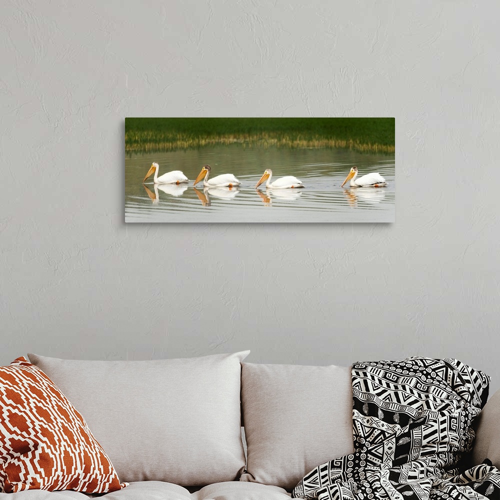 A bohemian room featuring American White Pelicans Swim In A Line On The Yellowstone River; Wyoming, USA