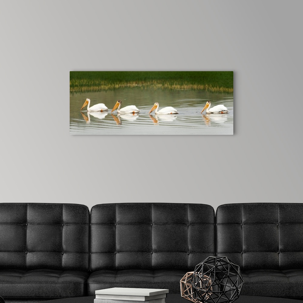 A modern room featuring American White Pelicans Swim In A Line On The Yellowstone River; Wyoming, USA