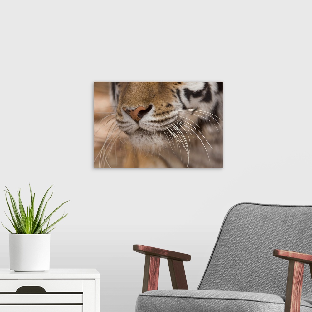 A modern room featuring Amur tiger (panthera tigris altaica) at the rolling hills wildlife adventure, salina, Kansas, uni...