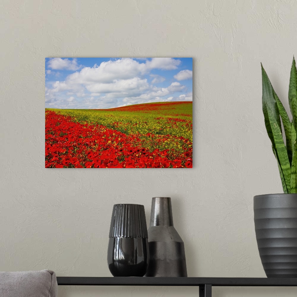 A modern room featuring An Abundance Of Red Poppies In A Field; Corbridge, Northumberland, England